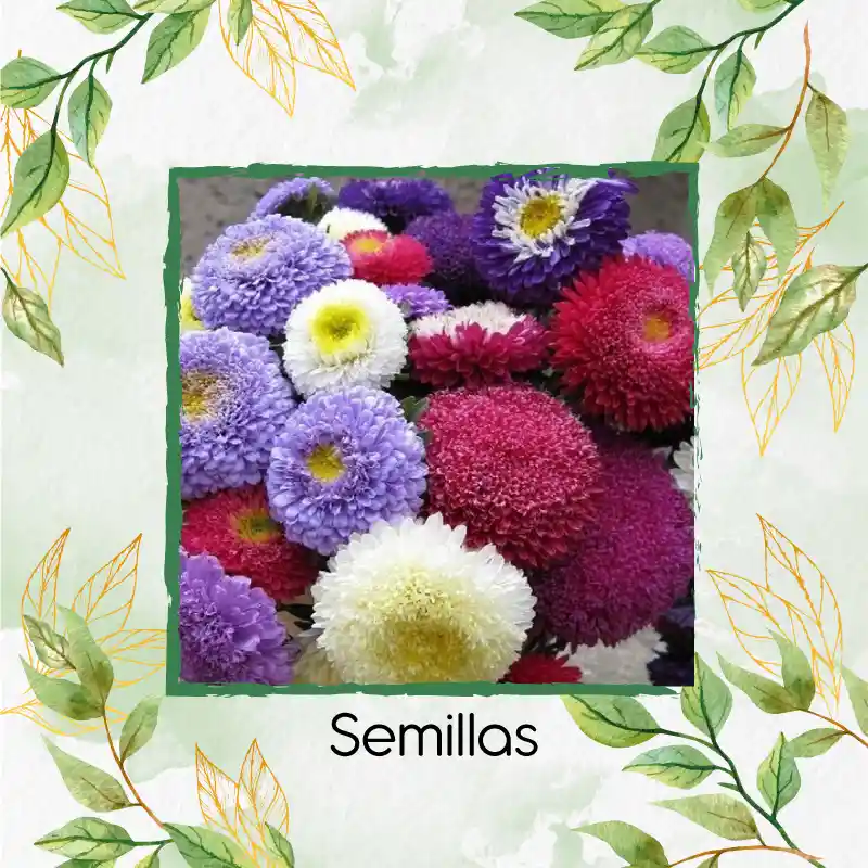 1.300 Semillas Orgánicas De Flor Aster Para Ramos