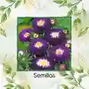 1.300 Semillas Orgánicas De Flor Aster Para Ramos