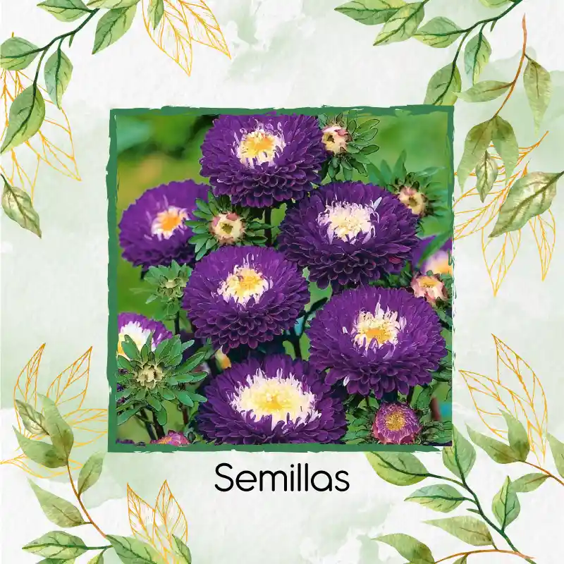 1.300 Semillas Orgánicas De Flor Aster Para Ramos