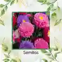 1.300 Semillas Orgánicas De Flor Aster Para Ramos