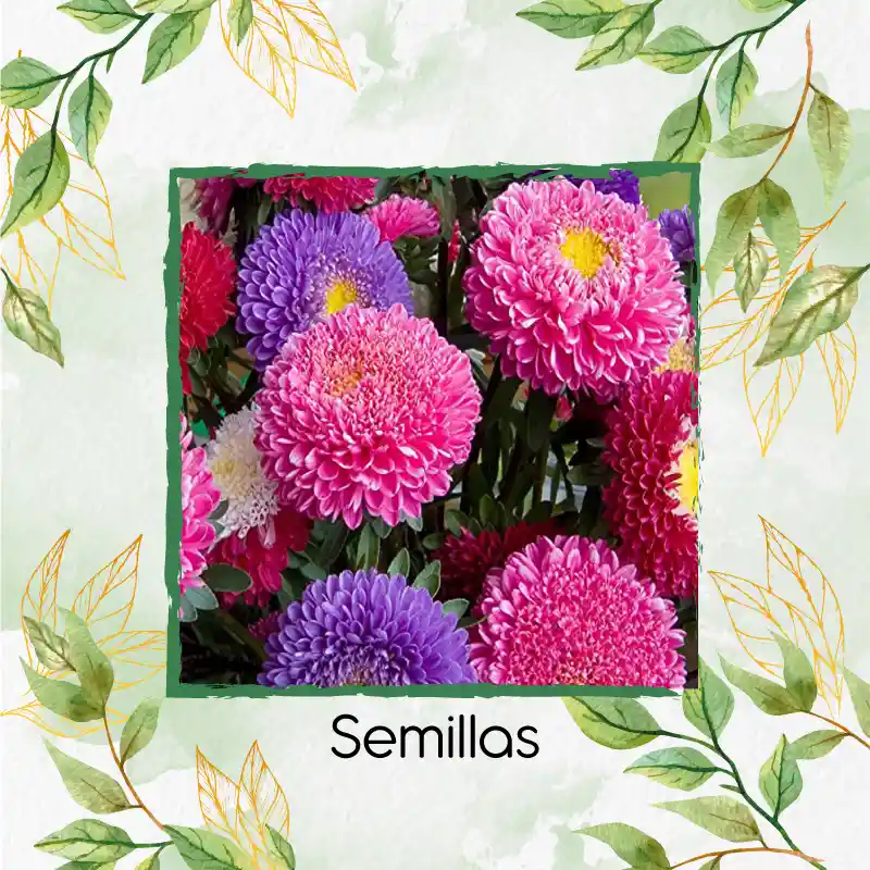 1.300 Semillas Orgánicas De Flor Aster Para Ramos