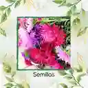 700 Semillas Orgánicas De Flor Aster Pluma De Avestruz