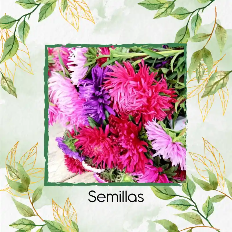 700 Semillas Orgánicas De Flor Aster Pluma De Avestruz
