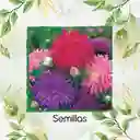 700 Semillas Orgánicas De Flor Aster Pluma De Avestruz