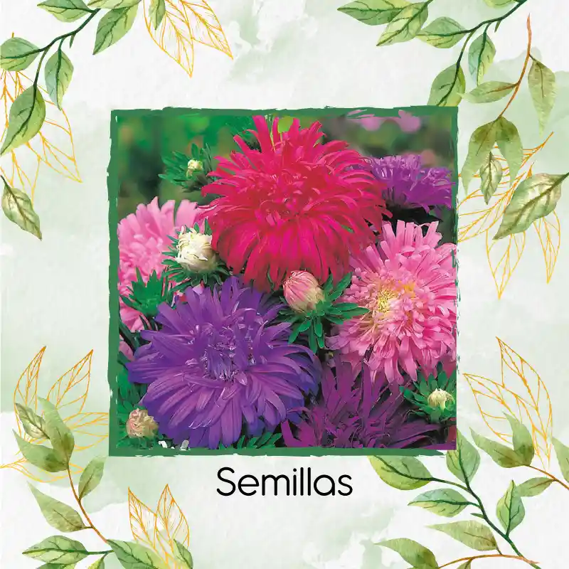 700 Semillas Orgánicas De Flor Aster Pluma De Avestruz