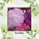 700 Semillas Orgánicas De Flor Aster Pluma De Avestruz