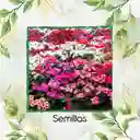200 Semillas Orgánicas De Flor Besitos