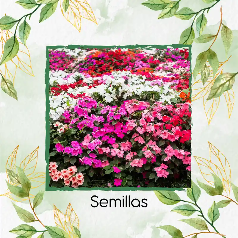 200 Semillas Orgánicas De Flor Besitos