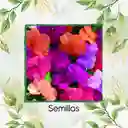 200 Semillas Orgánicas De Flor Besitos