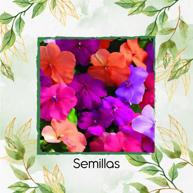 200 Semillas Orgánicas De Flor Besitos