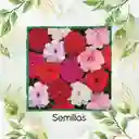 200 Semillas Orgánicas De Flor Besitos