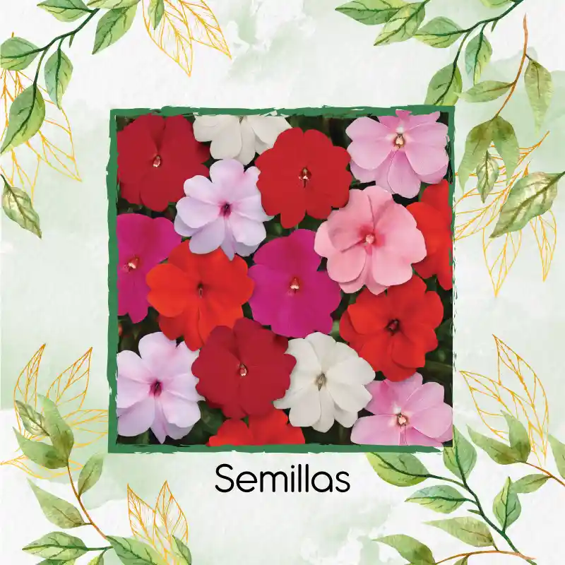 200 Semillas Orgánicas De Flor Besitos