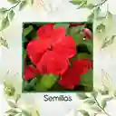 200 Semillas Orgánicas De Flor Besitos