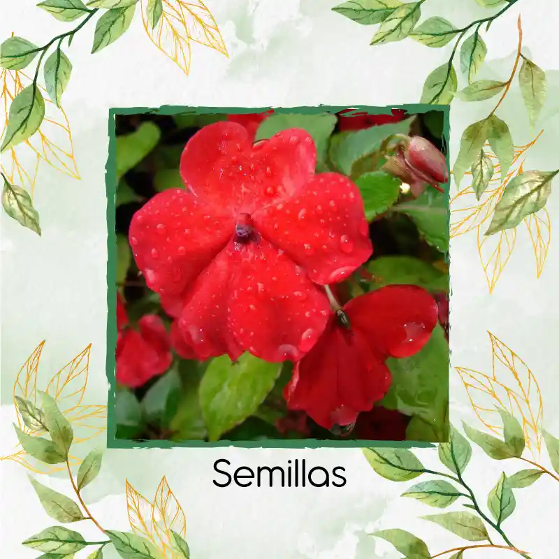 200 Semillas Orgánicas De Flor Besitos