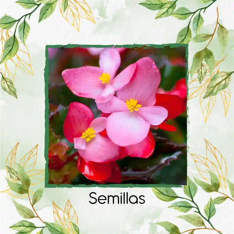 1.600 Semillas Orgánicas De Flor Begonia