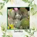 600 Semillas Orgánicas De Cactus