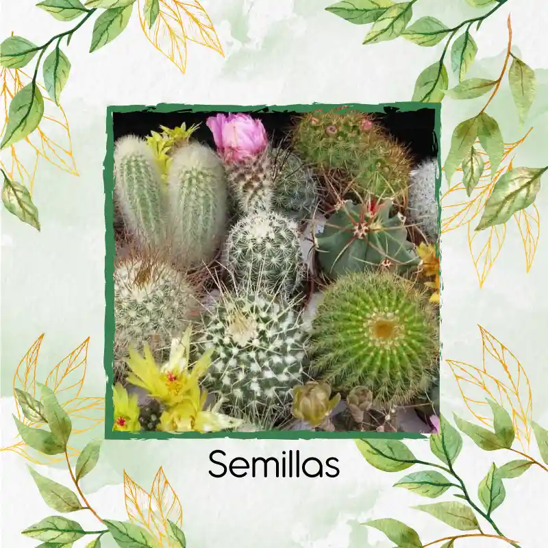 600 Semillas Orgánicas De Cactus