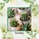 600 Semillas Orgánicas De Cactus