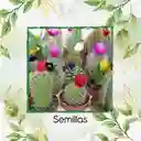600 Semillas Orgánicas De Cactus