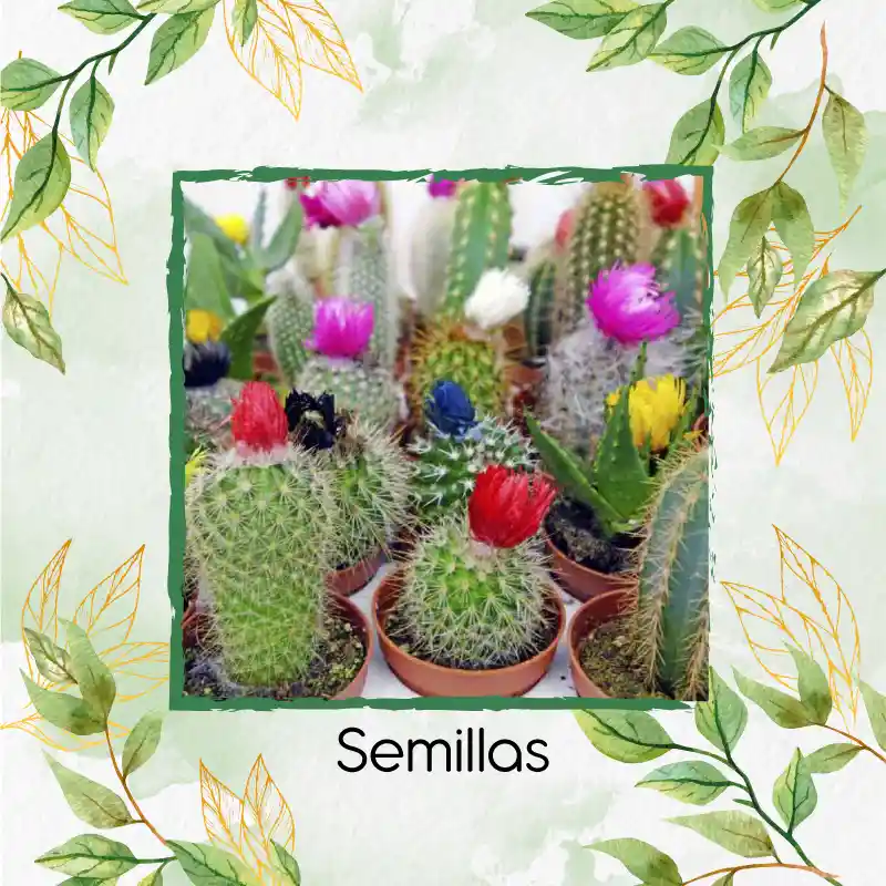 600 Semillas Orgánicas De Cactus