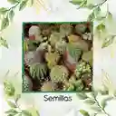 600 Semillas Orgánicas De Cactus