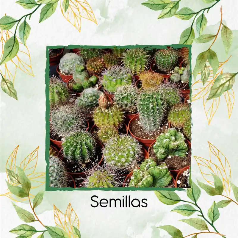 600 Semillas Orgánicas De Cactus