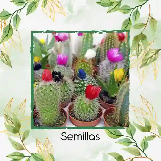 1.200 Semillas Orgánicas De Cactus