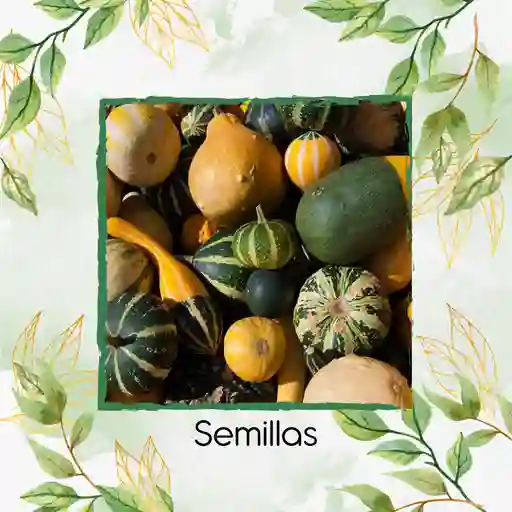 400 Semillas Orgánicas De Calabacitas De Adorno