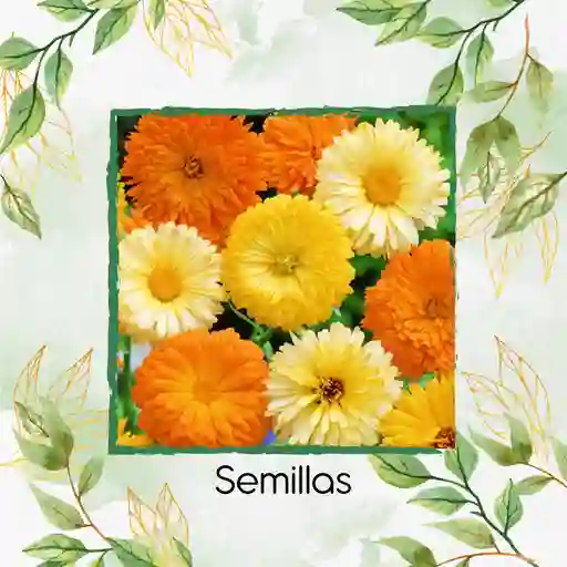 2.800 Semillas Orgánicas De Caléndula Mezcla