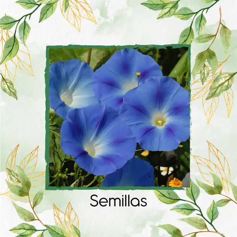 8 Semillas Orgánicas De Campanilla Azul Cielo