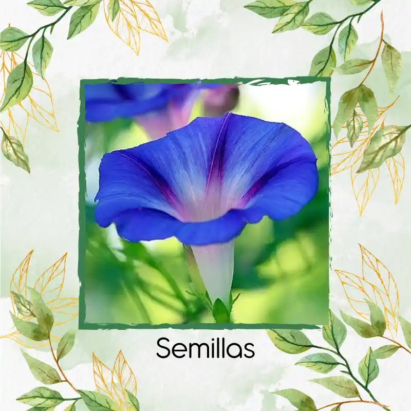 8 Semillas Orgánicas De Campanilla Azul Cielo