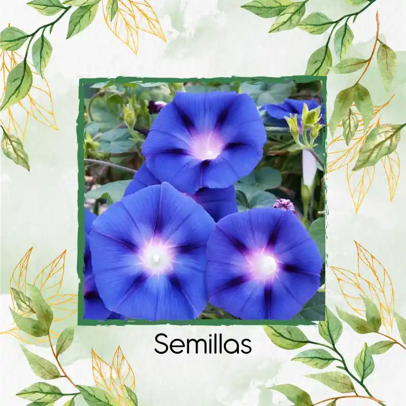 8 Semillas Orgánicas De Campanilla Azul Cielo