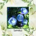 8 Semillas Orgánicas De Campanilla Azul Cielo