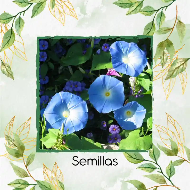 8 Semillas Orgánicas De Campanilla Azul Cielo