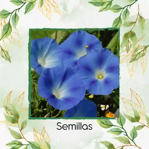 15 Semillas Orgánicas De Campanilla Azul Cielo