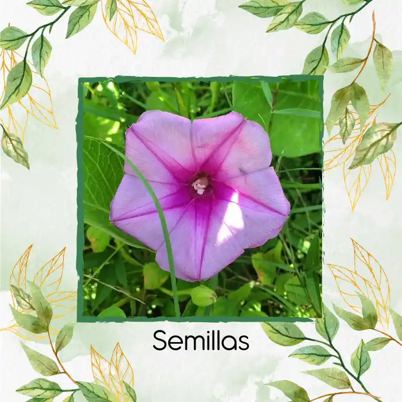 8 Semillas Orgánicas De Flor Campanilla Mezcla