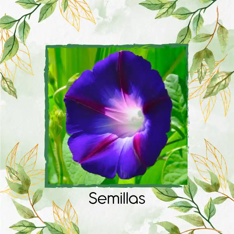 8 Semillas Orgánicas De Flor Campanilla Mezcla