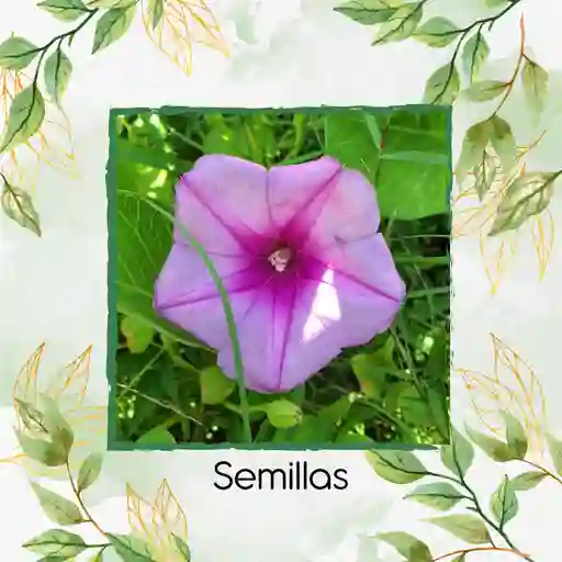 15 Semillas Orgánicas De Flor Campanilla Mezcla
