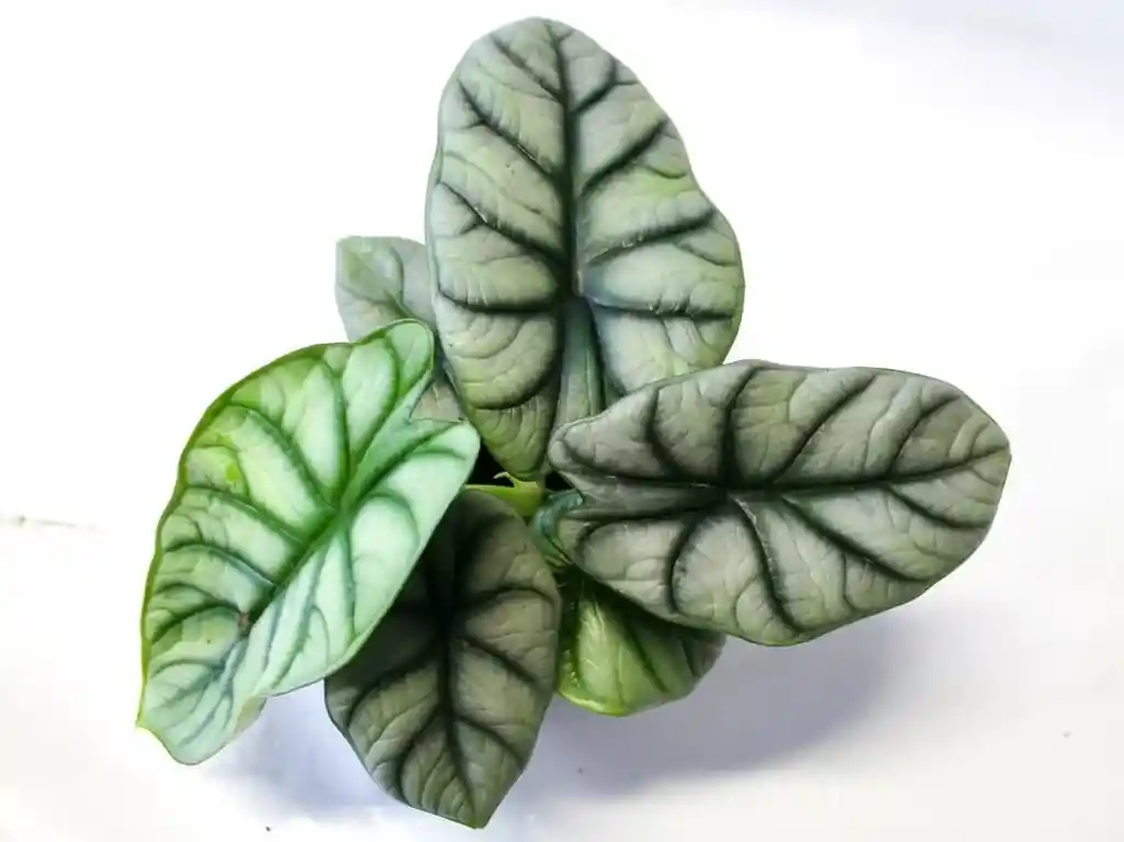 Alocasia Silver Dragon