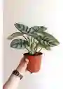 Alocasia Silver Dragon