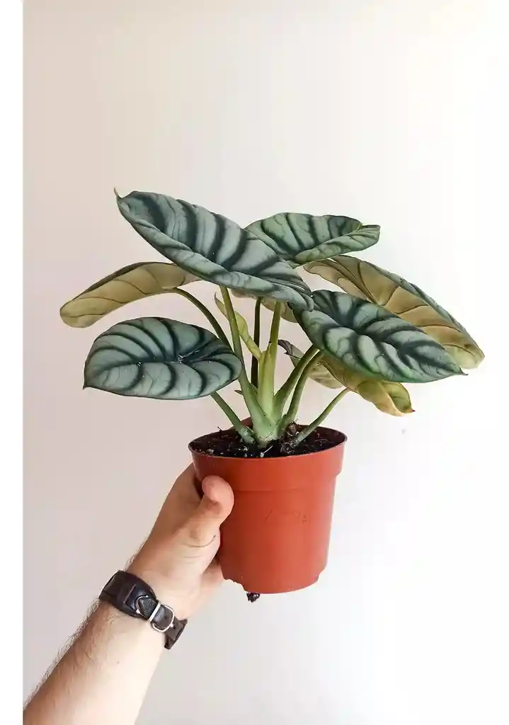 Alocasia Silver Dragon