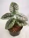 Alocasia Silver Dragon