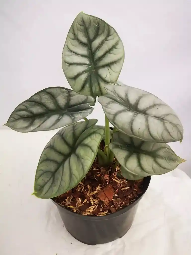 Alocasia Silver Dragon