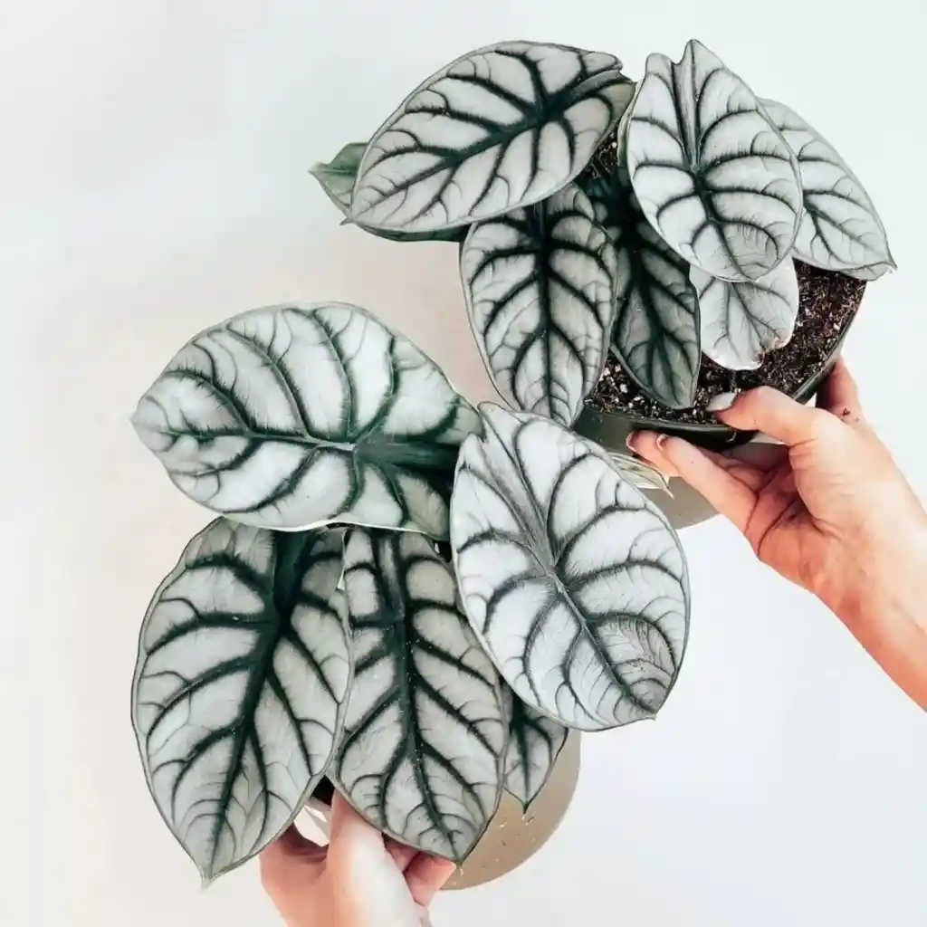 Alocasia Silver Dragon