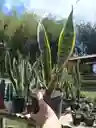 Sansevieria - Lengua De Suegra