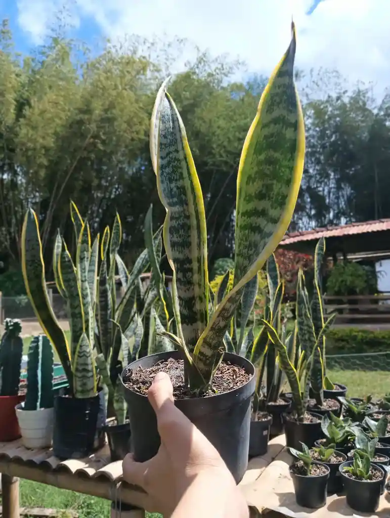 Sansevieria - Lengua De Suegra