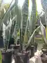 Sansevieria - Lengua De Suegra