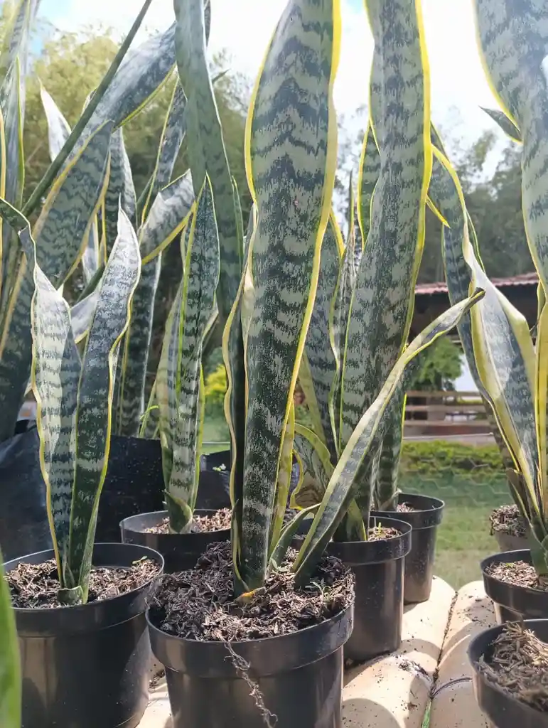 Sansevieria - Lengua De Suegra