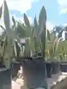 Sansevieria - Lengua De Suegra