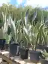 Sansevieria - Lengua De Suegra